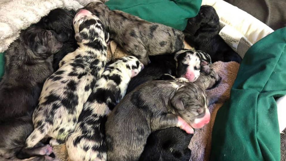 great dane puppies for sale